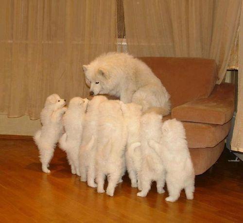 Şirin Köpekler