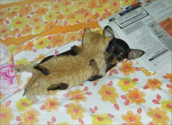 Şivava Ve Kedi