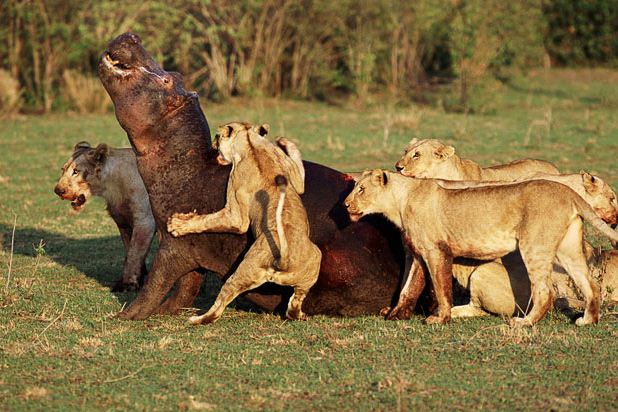 su aygırı aslan savaşı