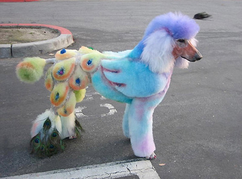 Süs köpeği
