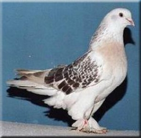 taklacı güvercin