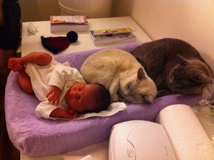 Uyuyan Kedi Ve Cocuk