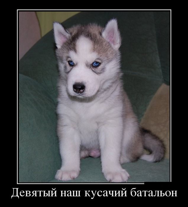 Yavru Köpek