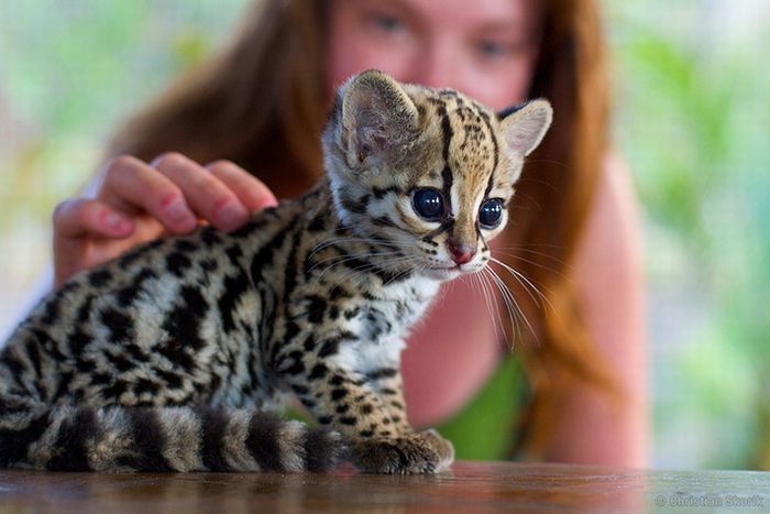 yavru leopar