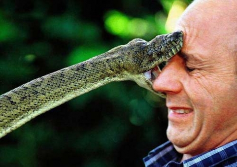 Yılan snake