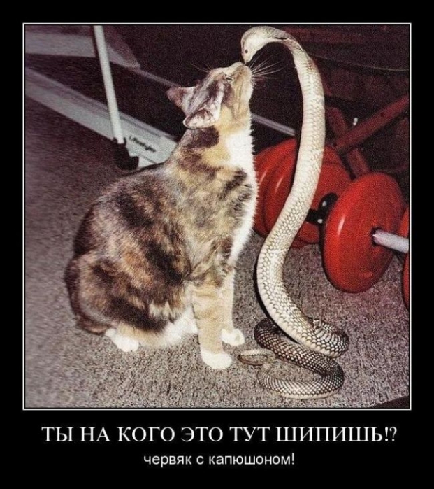 Yılan ve Kedi
