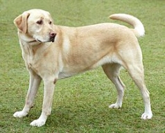 Zalim Köpek