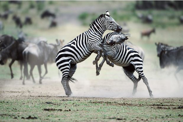 zebra
