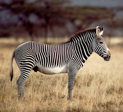 zebra