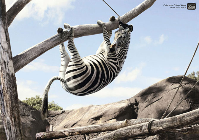 Zebra
